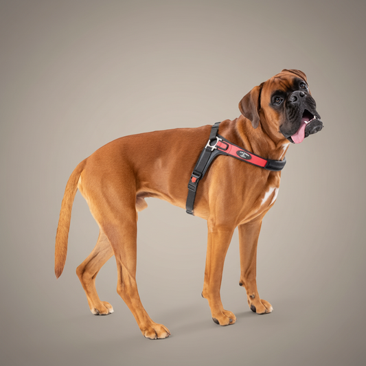 Lupiora Tre Ponti Forza No-Pull Hundegeschirr in Rot und Schwarz an einem Boxer Hund für bessere Kontrolle