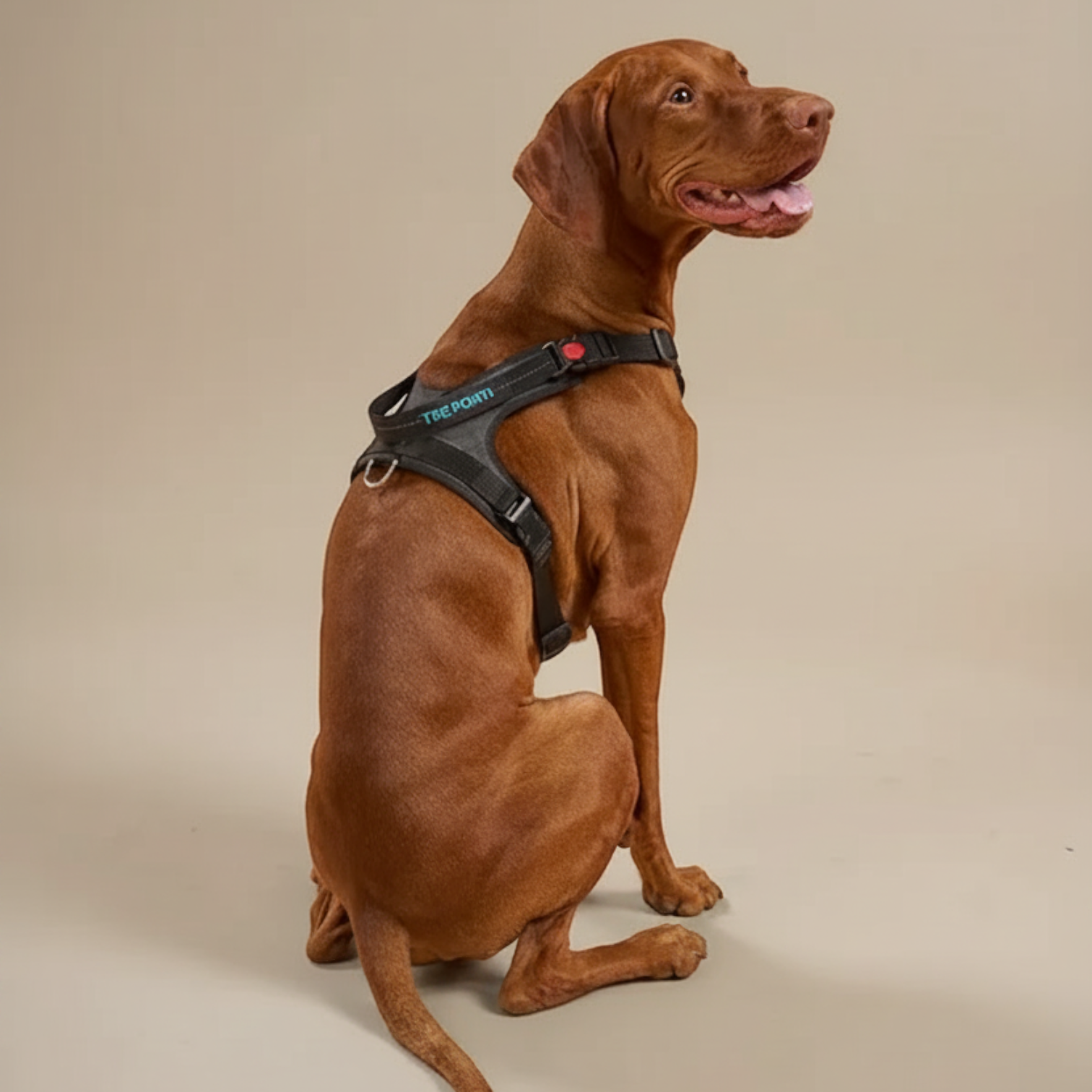 Lupiora Tre Ponti Harmonia Hundegeschirr in Schwarz an einem Vizsla, ergonomisches Design mit reflektierenden Details
