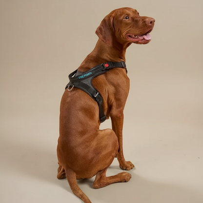 Lupiora Tre Ponti Harmonia Hundegeschirr in Schwarz an einem Vizsla, ergonomisches Design mit reflektierenden Details