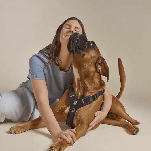 Lupiora TRE PONTI Harmonia Hundegeschirr in Schwarz mit reflektierenden Details an einem Boxer, getragen von Besitzerin