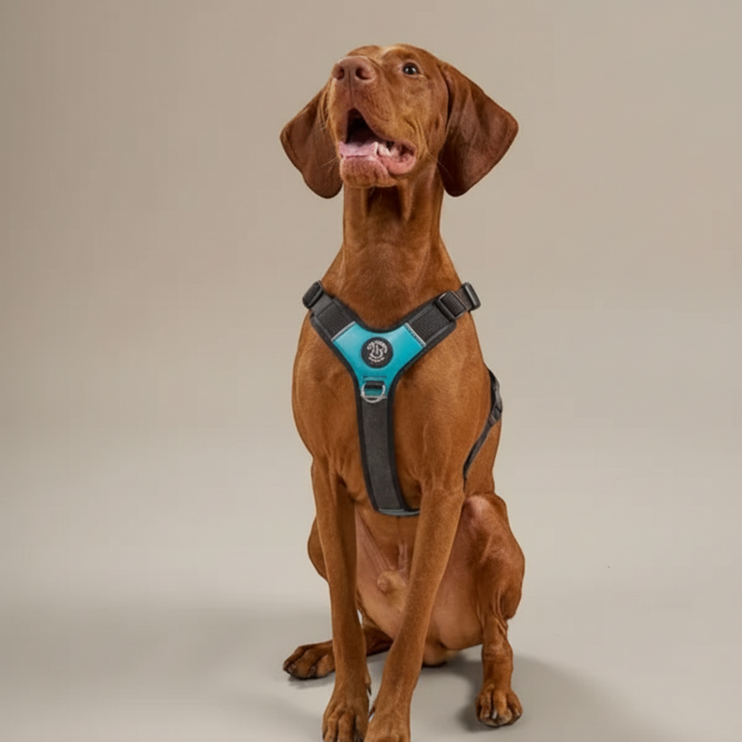 Lupiora TRE PONTI Harmonia Hundegeschirr in Türkis und Grau an einem Vizsla Hund für ergonomischen Komfort