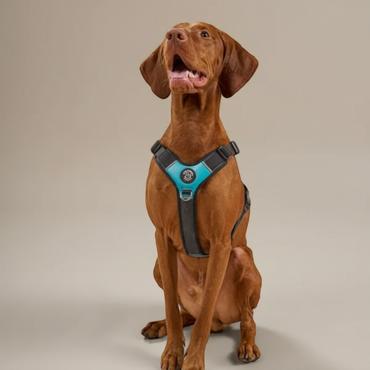 Lupiora TRE PONTI Harmonia Hundegeschirr in Türkis und Grau an einem Vizsla Hund für ergonomischen Komfort