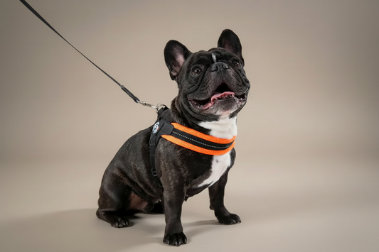 Lupiora Tre Ponti Easy Fit Hundegeschirr in Neon-Grün mit reflektierendem Mesh an einer Französischen Bulldogge
