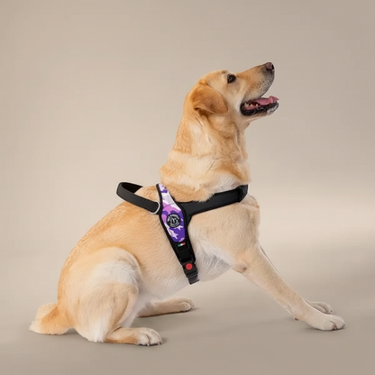 Lupiora TRE PONTI Primo Hundegeschirr in Camouflage-Lila an einem Labrador, ergonomisch und verstellbar