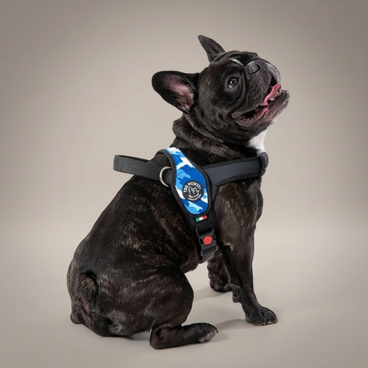 Lupiora Tre Ponti Primo Hundegeschirr in Blau Camouflage mit verstellbarem Riemen an einer Französischen Bulldogge