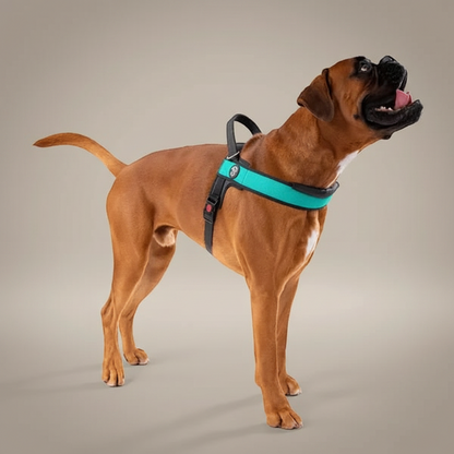 Lupiora TRE PONTI Primo PLUS Hundegeschirr in Türkis mit verstellbarem Riemen und Griff an einem Boxer
