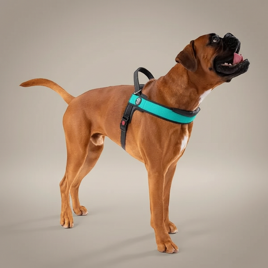 Lupiora TRE PONTI Primo PLUS Hundegeschirr in Türkis mit verstellbarem Riemen und Griff an einem Boxer