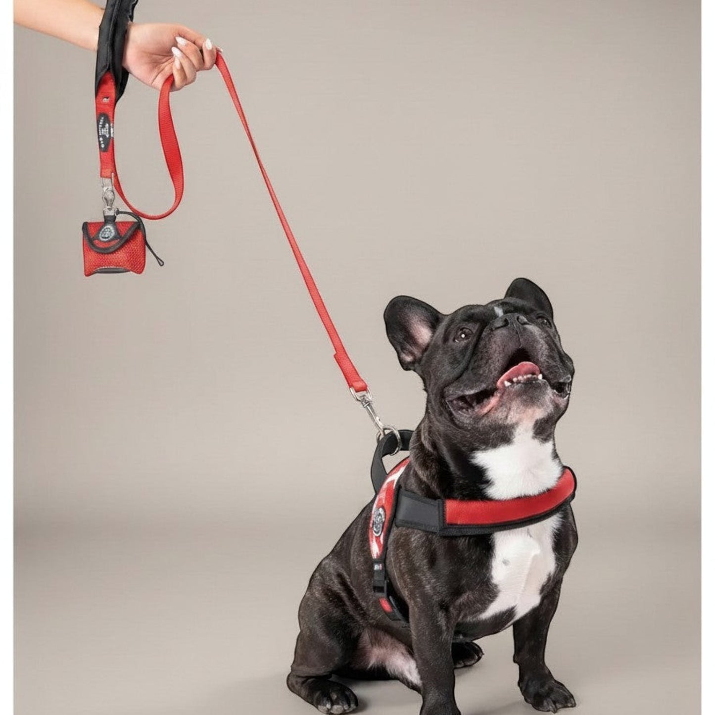 Lupiora TRE PONTI Kurzführer Leine in Rot mit gepolstertem Griff an einer Französischen Bulldogge mit passendem Geschirr
