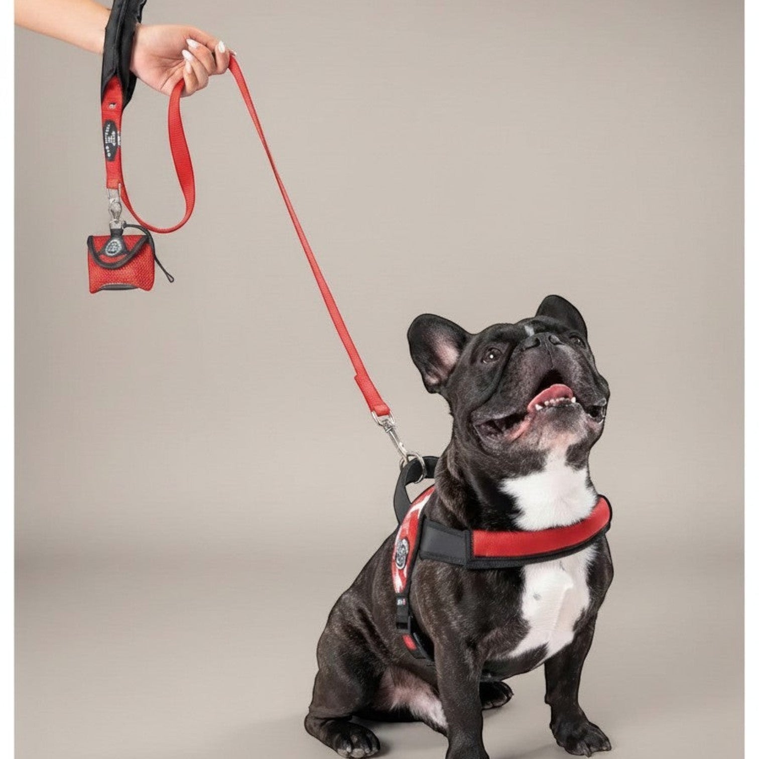Lupiora TRE PONTI Kurzführer Leine in Rot mit gepolstertem Griff an einer Französischen Bulldogge mit passendem Geschirr
