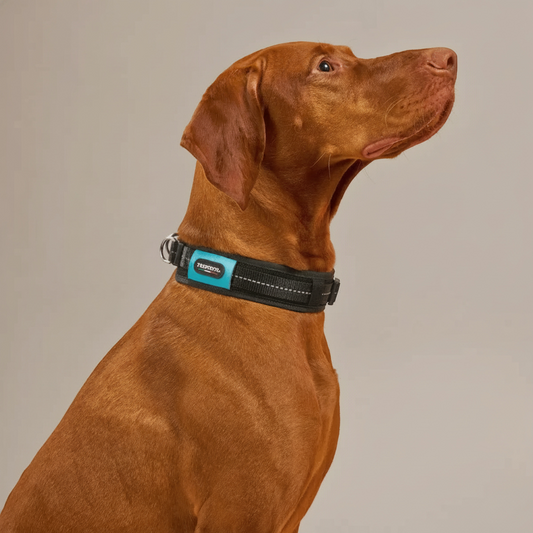 Lupiora TRE PONTI WILL Hundehalsband in Schwarz mit reflektierenden Details an einem Vizsla Hund